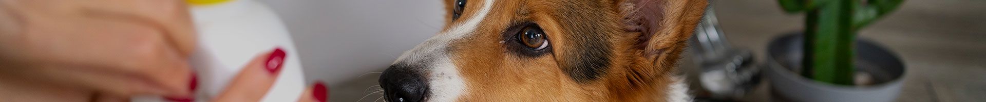 Champú para mascotas